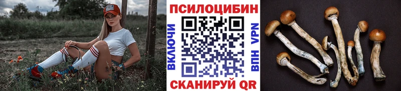 хочу Стрежевой Галлюциногенные грибы Psilocybine cubensis